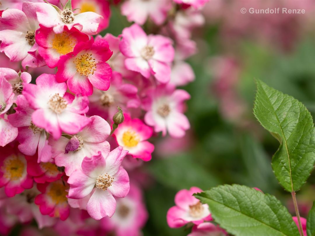 Nahaufnahme von rosa-wei&szlig;en Bl&uuml;ten mit gelbem Zentrum