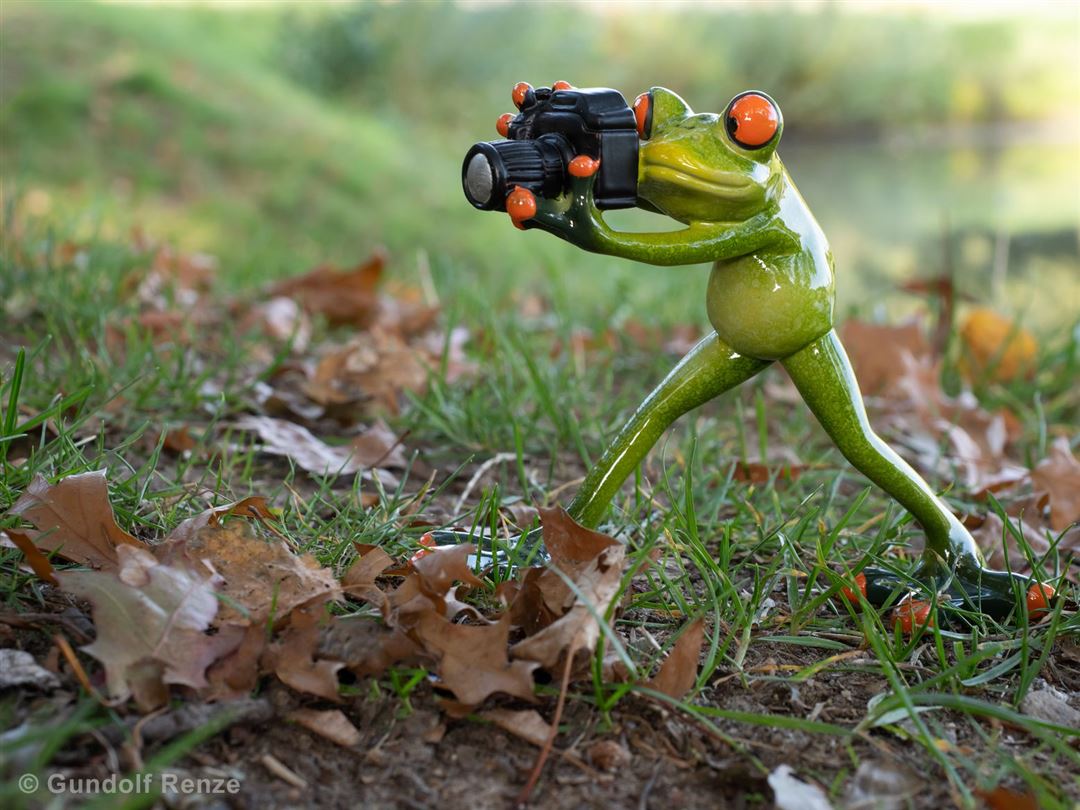 Gr&uuml;ner Frosch mit Kamera auf Naturboden