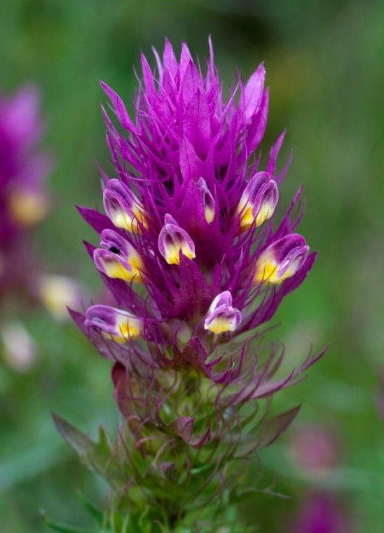 Foto eines lila bl&uuml;henden Acker-Wachtelweizens