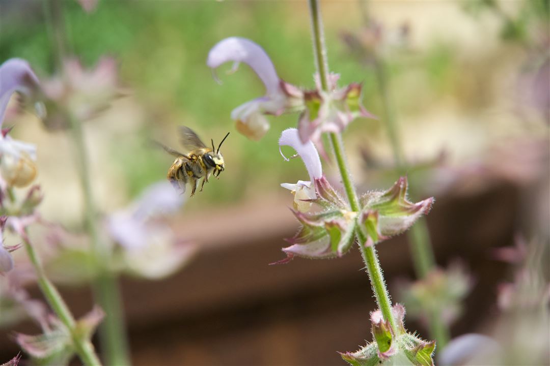 Wollbiene im Anflug auf eine Bl&uuml;te