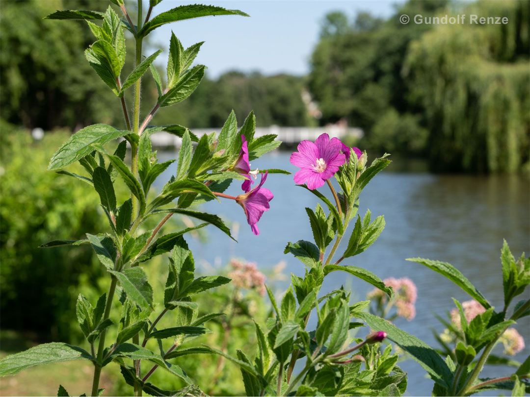 Lila Bl&uuml;ten vor Fluss und Br&uuml;cke