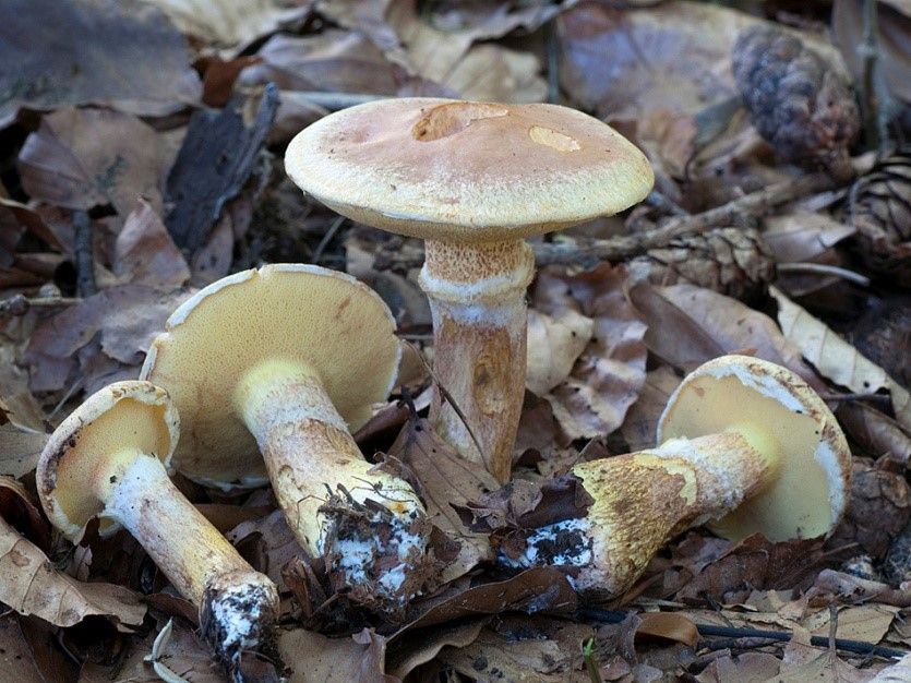 4 Pilze vor laubbedecktem Waldboden