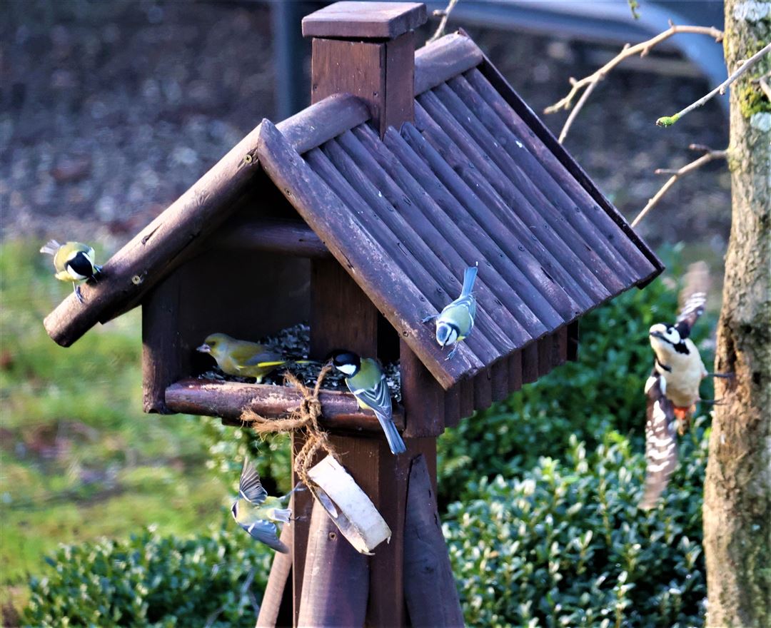 An einem Vogelfutterh&auml;uschen tummeln sich gleichzeitig Meisen, ein Gr&uuml;nfink und ein Buntspecht.